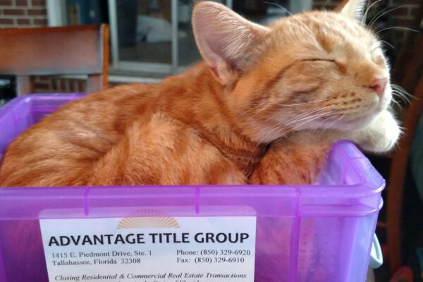 Photo of an orange tabby sitting in a box with branding on it from a Tallahassee title group. Title agents will order the lien search for the house.