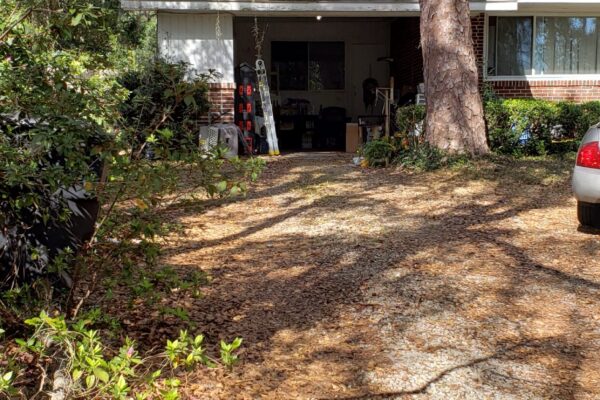 trees near foundation