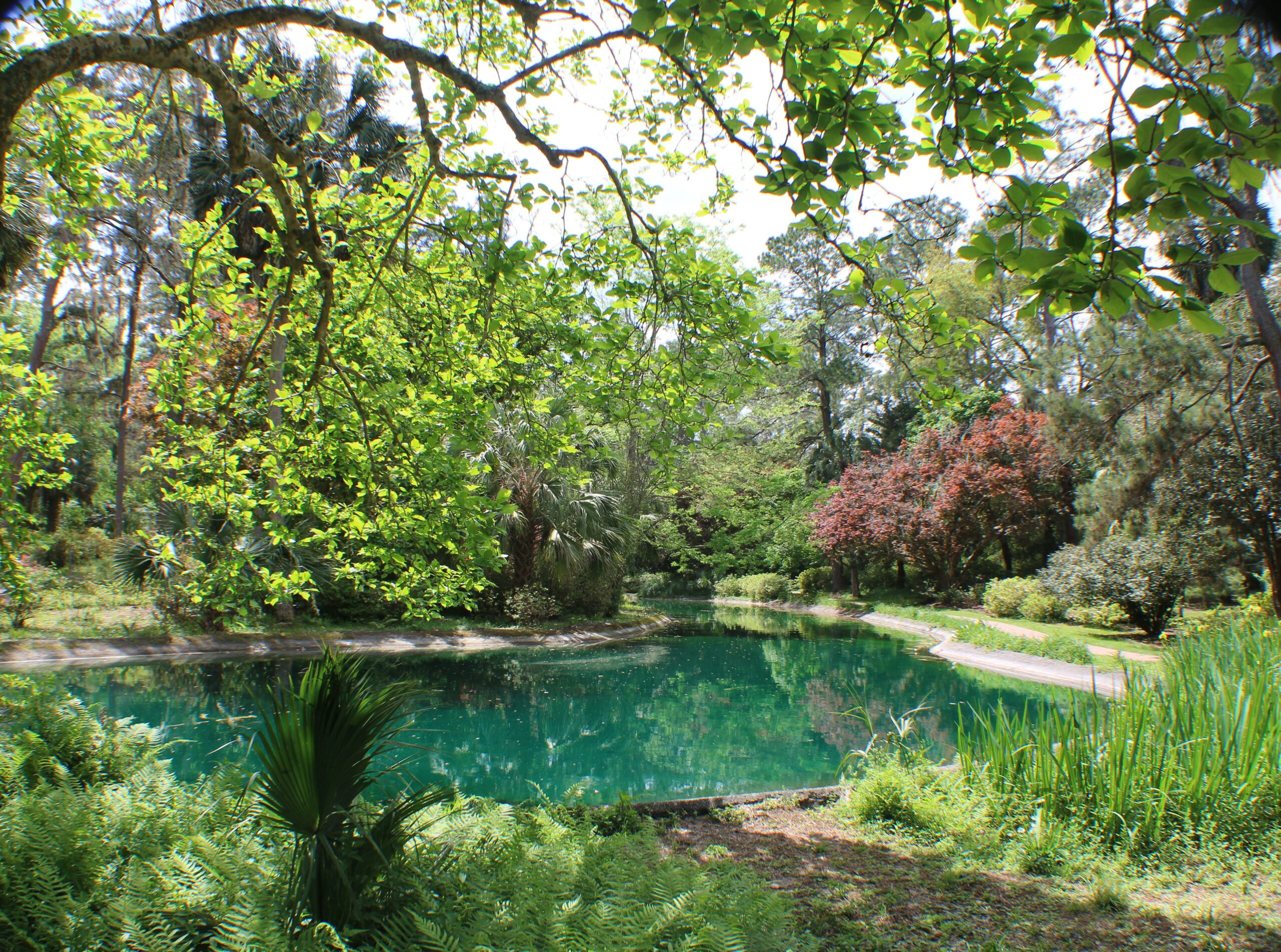 Decorative photo taken by Tallahassee reale state agent. This has nothing to do with sellers negotiations. This is the small pond found in Maclay state park. Trees are green as is the water.