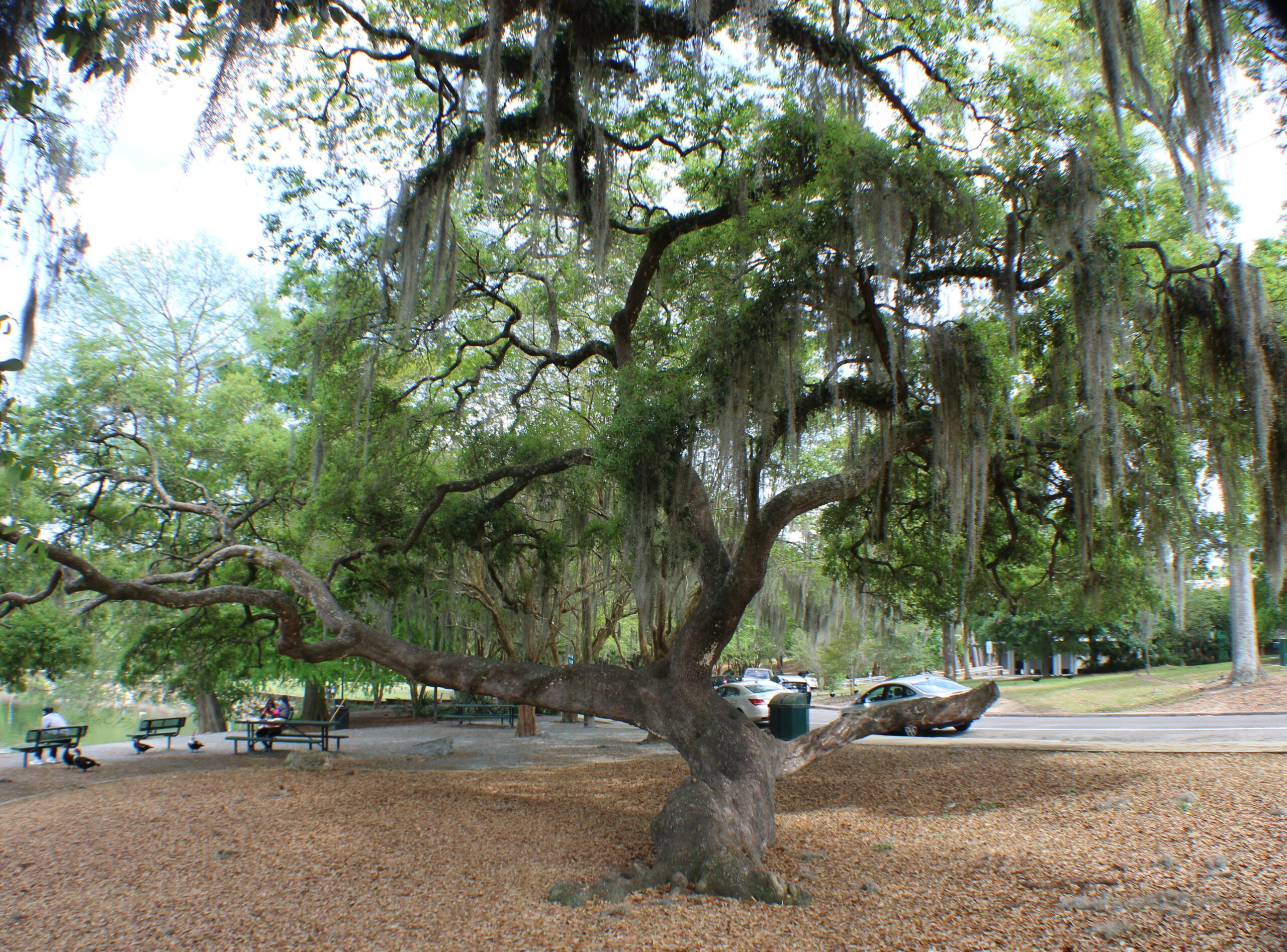 Photo is decorative and taken by a Tallahassee real estate agent. Photo shows the oak tree at Lake Ella that is near the entrance. Kids can climb the branches.