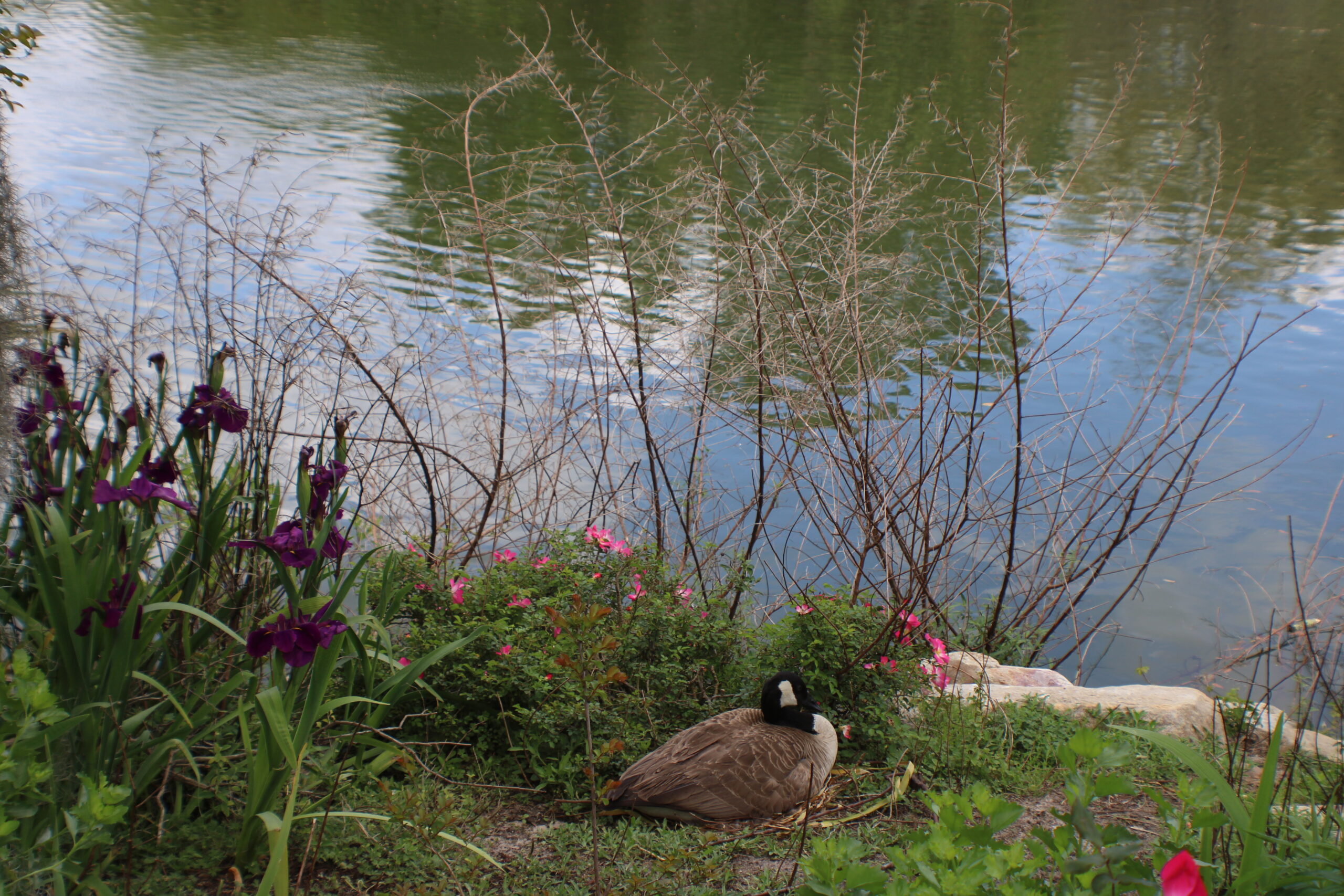Photo is decorative and taken by a Tallahassee Realtor. It shows a Canada goose sitting on a nest next to a pond.