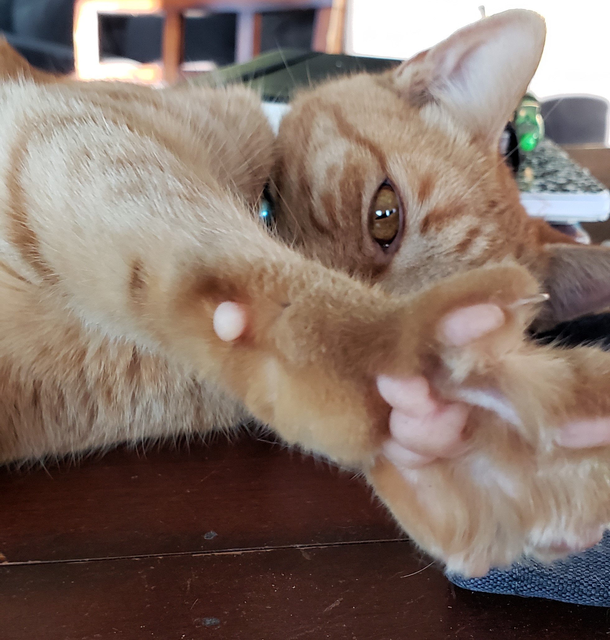 Photo is decorative, taken by this Tallahassee real estate agent and shows her cat's paw in the foreground with claws sticking out. She's not nice.