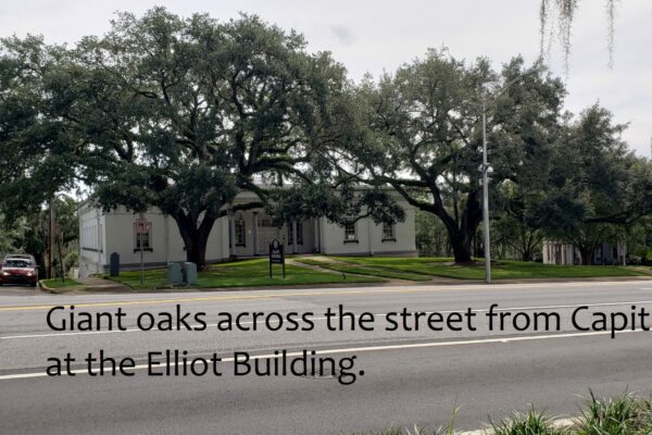 Photo of the Eliot Building on N Monroe and it's live oaks.